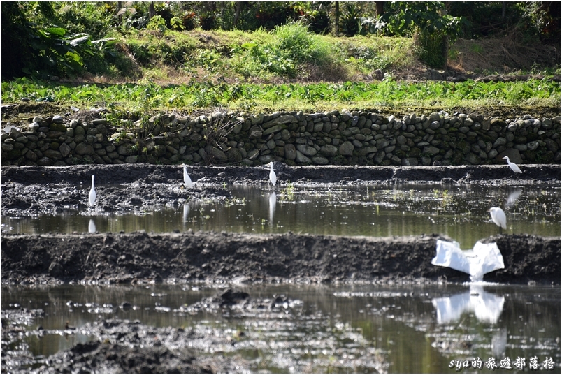 【花蓮 推薦民宿】金澤居 | 大樹旁的溫度與歡笑。大草皮、餵魚與舒適的房間