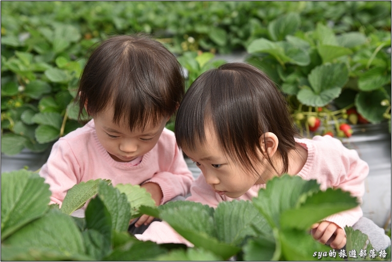 【南投國姓】羊來了草莓園 | 歡樂的親子時光