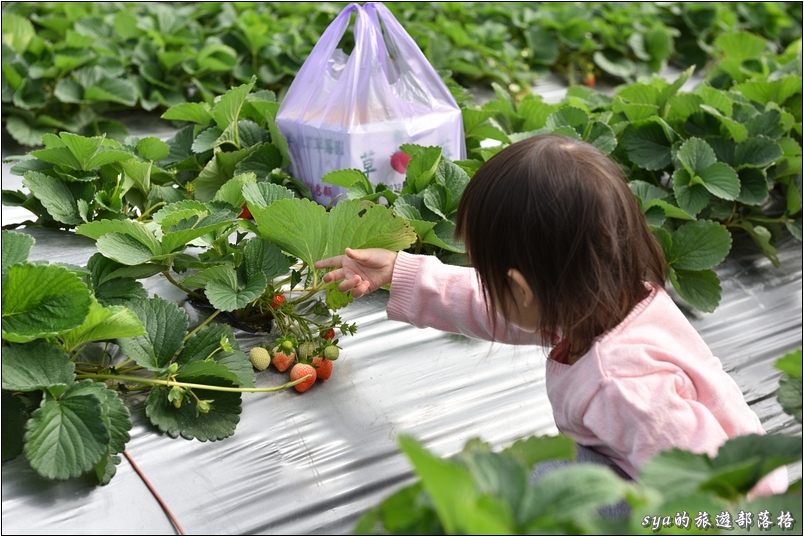 【南投國姓】羊來了草莓園 | 歡樂的親子時光
