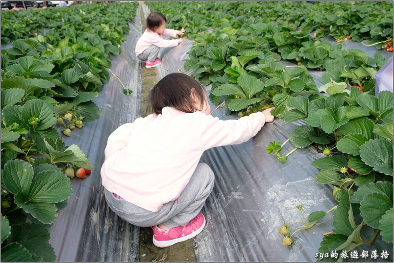 【南投國姓】羊來了草莓園 | 歡樂的親子時光