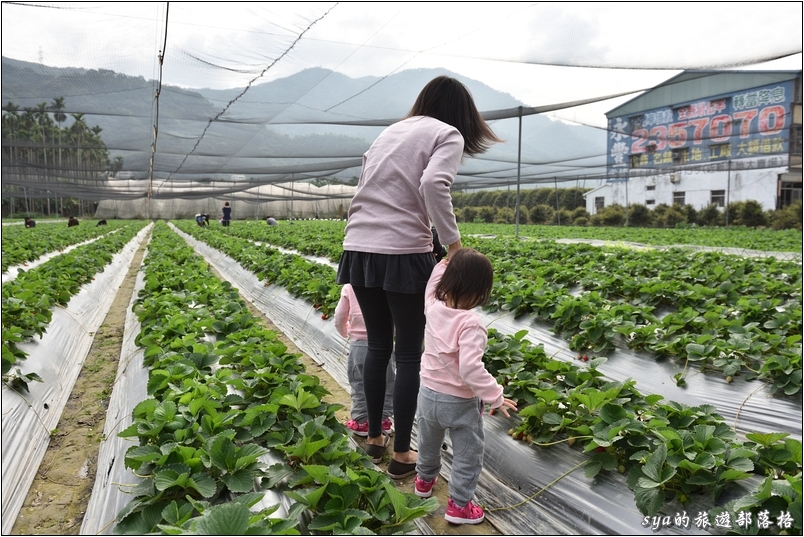 【南投國姓】羊來了草莓園 | 歡樂的親子時光
