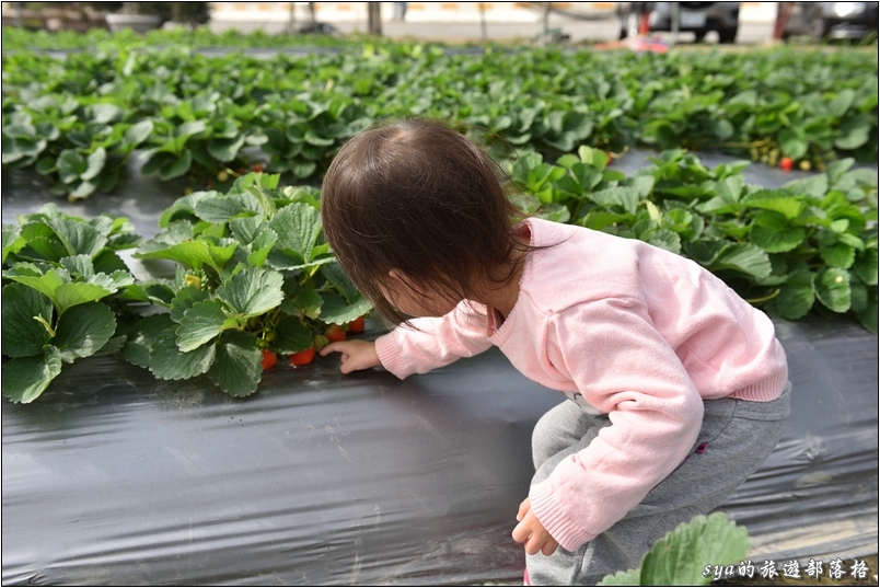 【南投國姓】羊來了草莓園 | 歡樂的親子時光