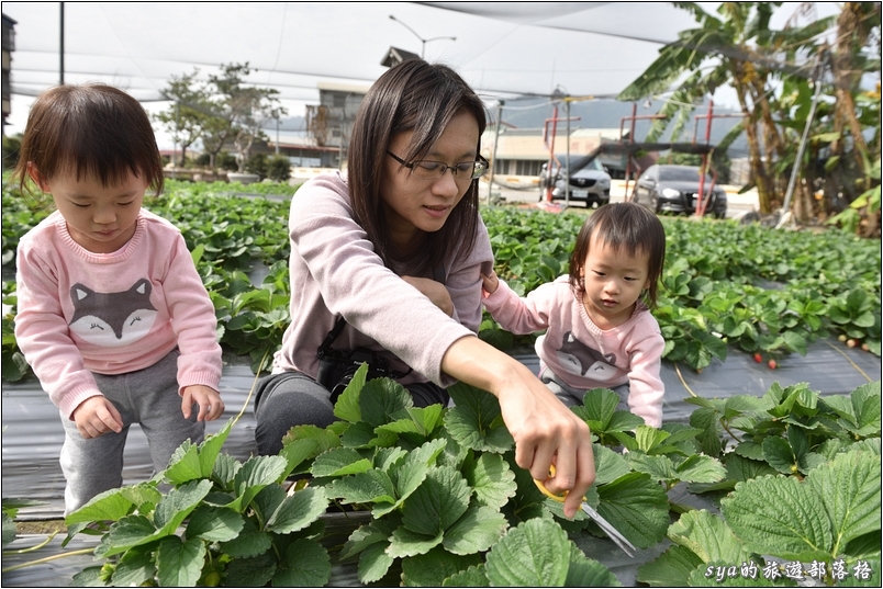 【南投國姓】羊來了草莓園 | 歡樂的親子時光