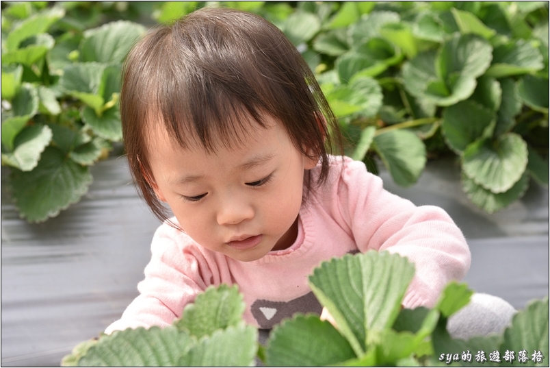 【南投國姓】羊來了草莓園 | 歡樂的親子時光