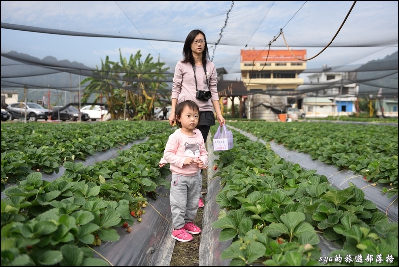 【南投國姓】羊來了草莓園 | 歡樂的親子時光