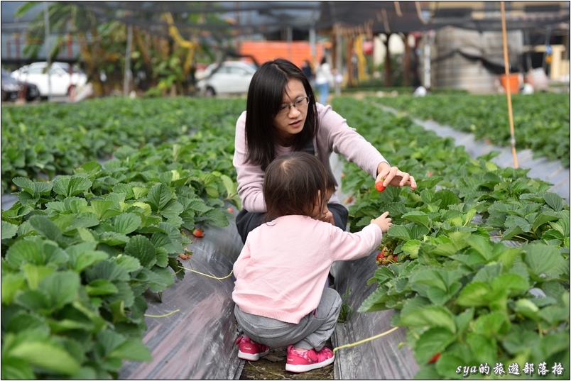 【南投國姓】羊來了草莓園 | 歡樂的親子時光