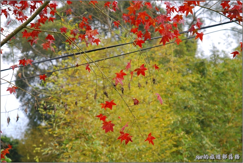 【苗栗 景點】馬那邦山 | 近城的楓紅