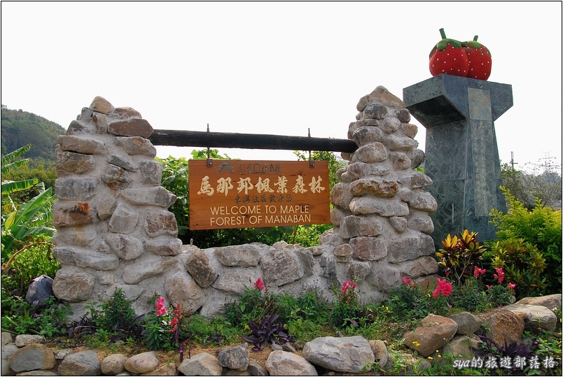 【苗栗 景點】馬那邦山 | 近城的楓紅