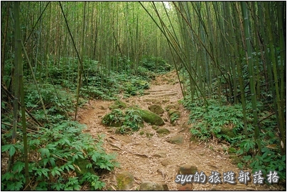 【苗栗 景點】馬那邦山 | 近城的楓紅