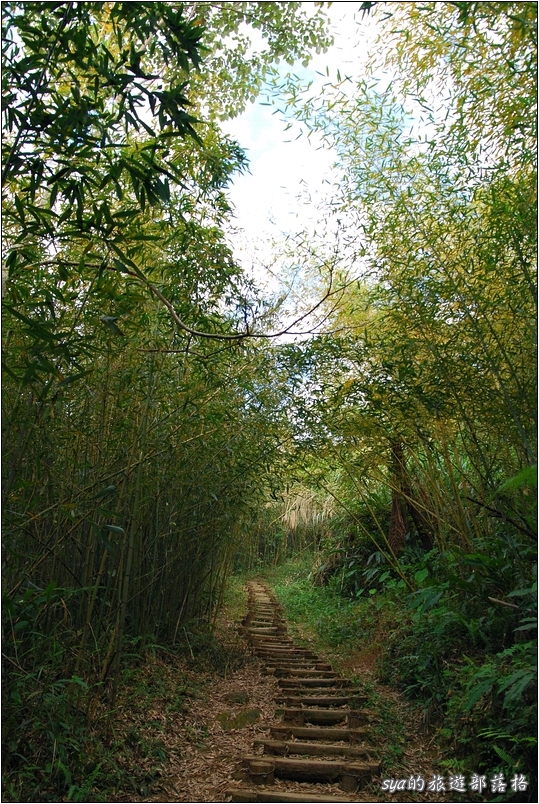 【苗栗 景點】馬那邦山 | 近城的楓紅