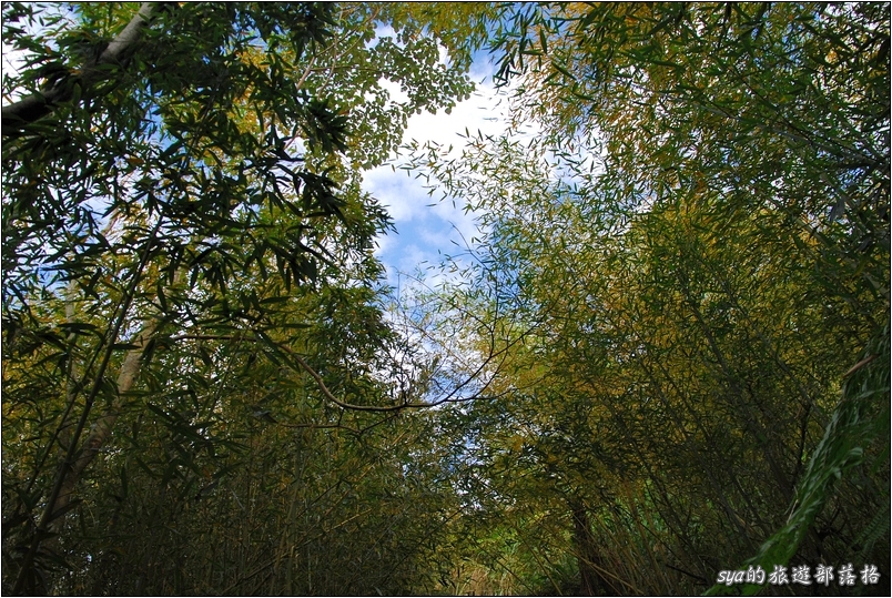 【苗栗 景點】馬那邦山 | 近城的楓紅