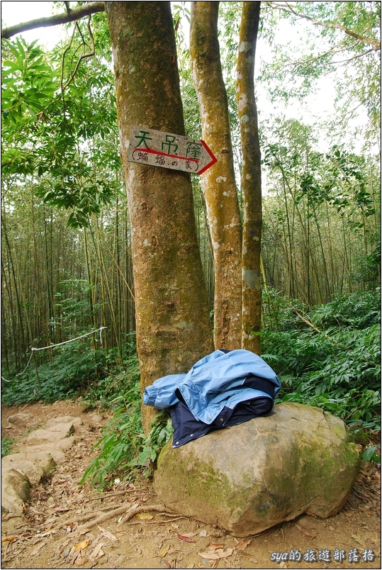 【苗栗 景點】馬那邦山 | 近城的楓紅