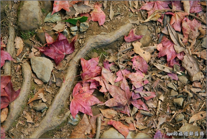 【苗栗 景點】馬那邦山 | 近城的楓紅