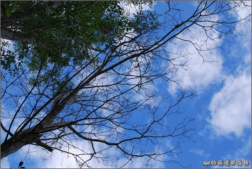 【苗栗 景點】馬那邦山 | 近城的楓紅