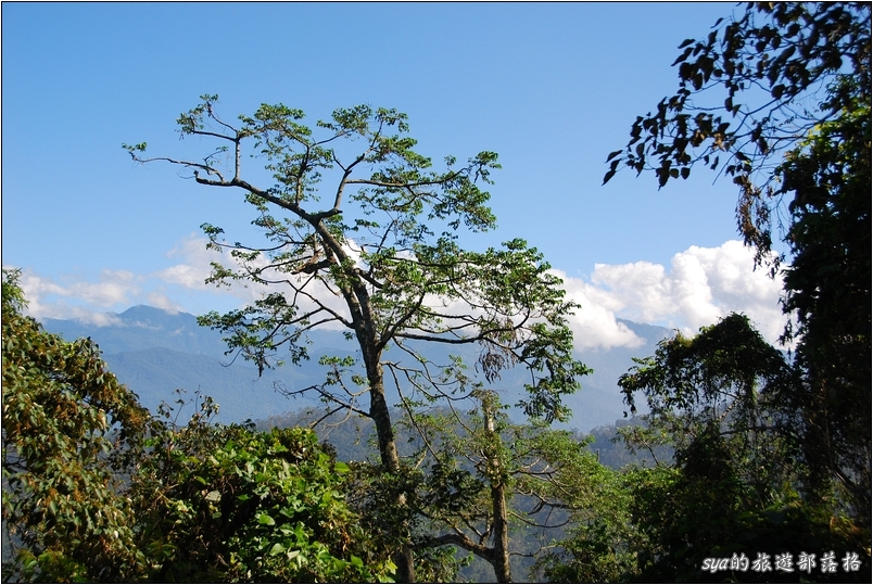 【苗栗 景點】馬那邦山 | 近城的楓紅