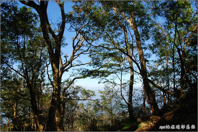 【苗栗 景點】馬那邦山 | 近城的楓紅