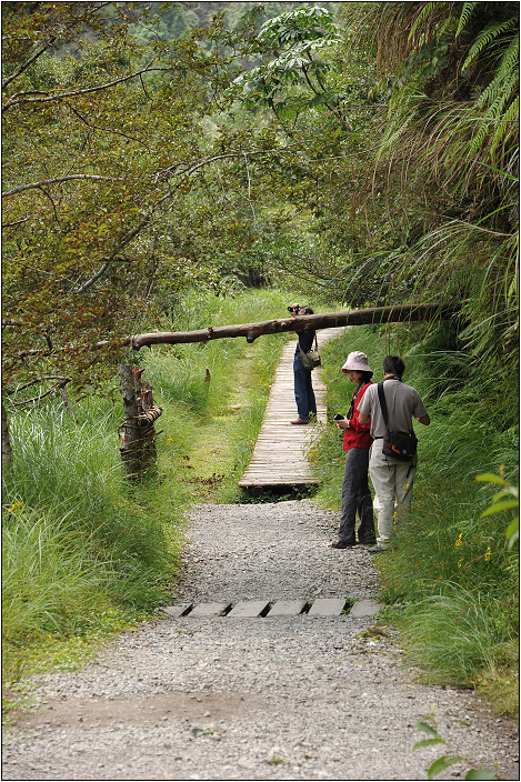 太平山翠峰湖 | 雲霧飄渺間的明鏡（順遊翠峰湖環山步道、平元自然步道）