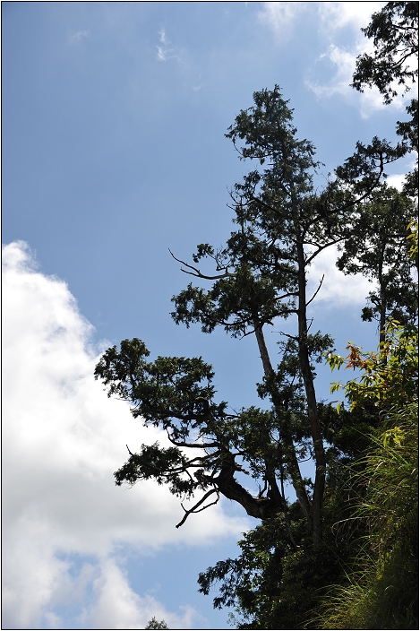 太平山翠峰湖 | 雲霧飄渺間的明鏡（順遊翠峰湖環山步道、平元自然步道）