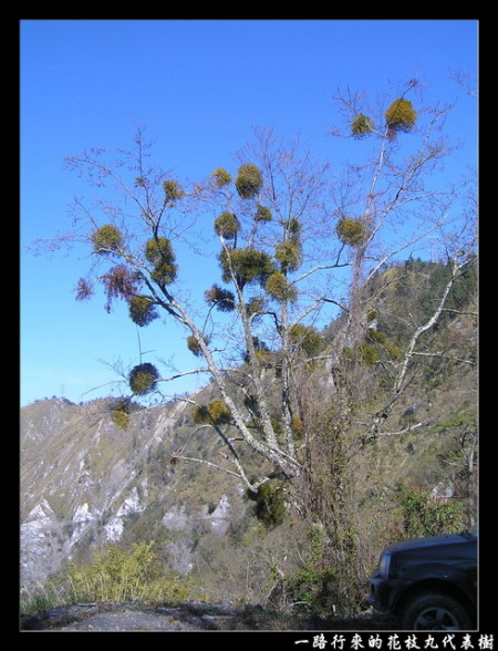 【南投 景點】丹大林道 | 遺失的福爾摩沙樂章