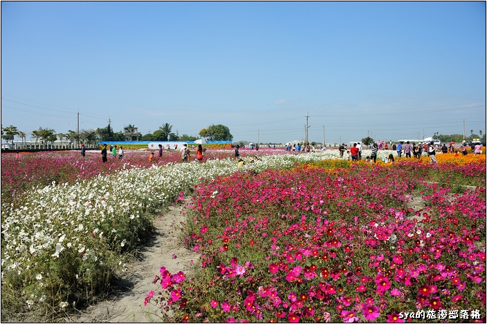 【雲林 景點】莿桐花海 | 孩沙里的地毯