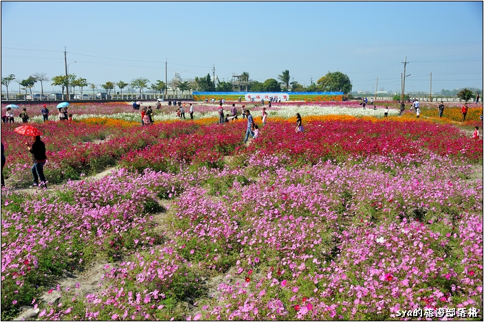 【雲林 景點】莿桐花海 | 孩沙里的地毯