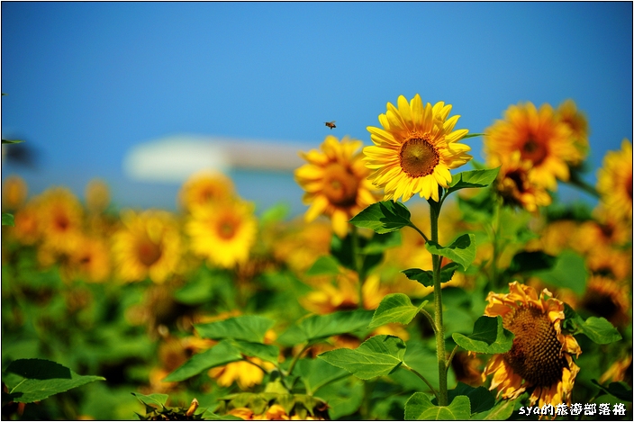 【雲林 景點】莿桐花海 | 孩沙里的地毯
