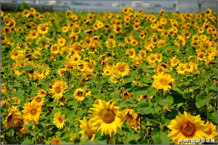 【雲林 景點】莿桐花海 | 孩沙里的地毯