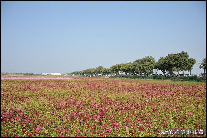 【雲林 景點】莿桐花海 | 孩沙里的地毯
