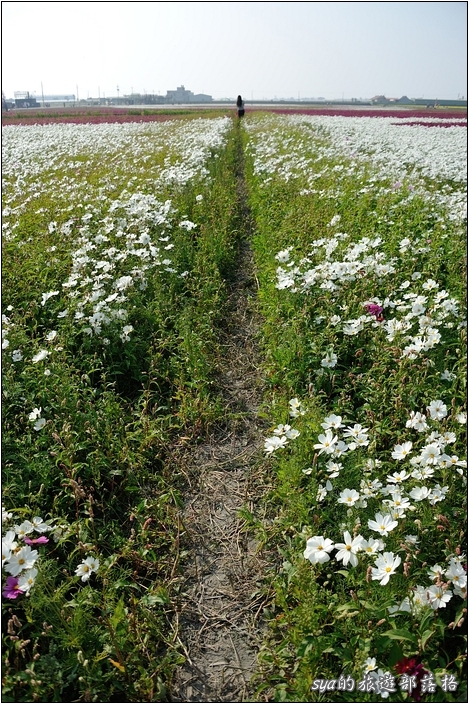 【雲林 景點】莿桐花海 | 孩沙里的地毯