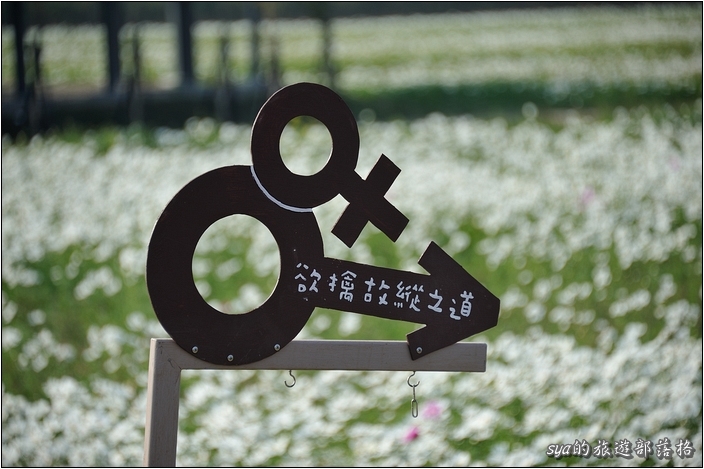 【雲林 景點】莿桐花海 | 孩沙里的地毯