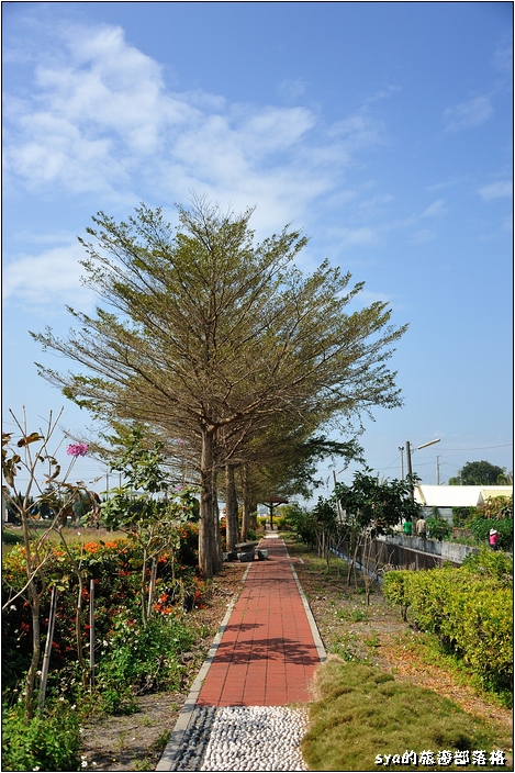 【雲林 景點】莿桐花海 | 孩沙里的地毯