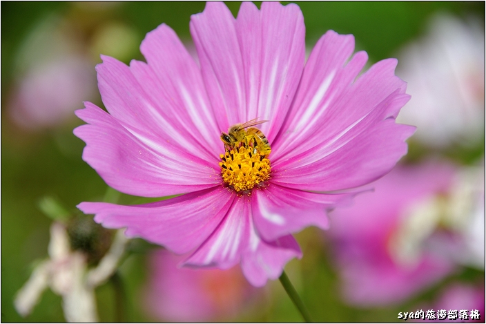 【雲林 景點】莿桐花海 | 孩沙里的地毯