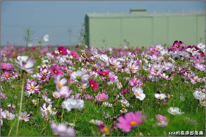 【雲林 景點】莿桐花海 | 孩沙里的地毯