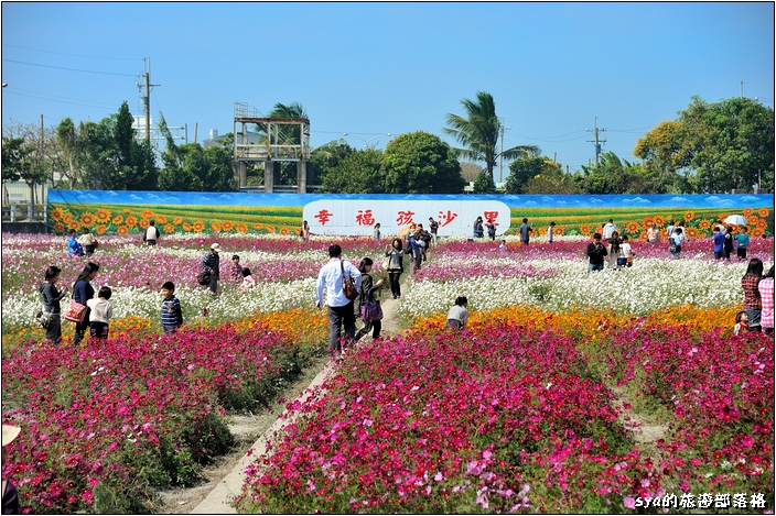 【雲林 景點】莿桐花海 | 孩沙里的地毯