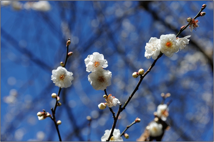 【台中 賞櫻景點】武陵農場。雪霸國家公園 (春-櫻花、冬-梅花)