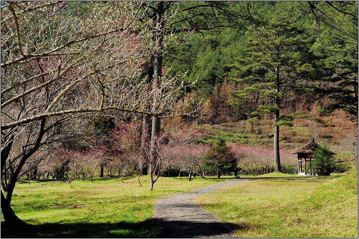 【台中 賞櫻景點】武陵農場。雪霸國家公園 (春-櫻花、冬-梅花)