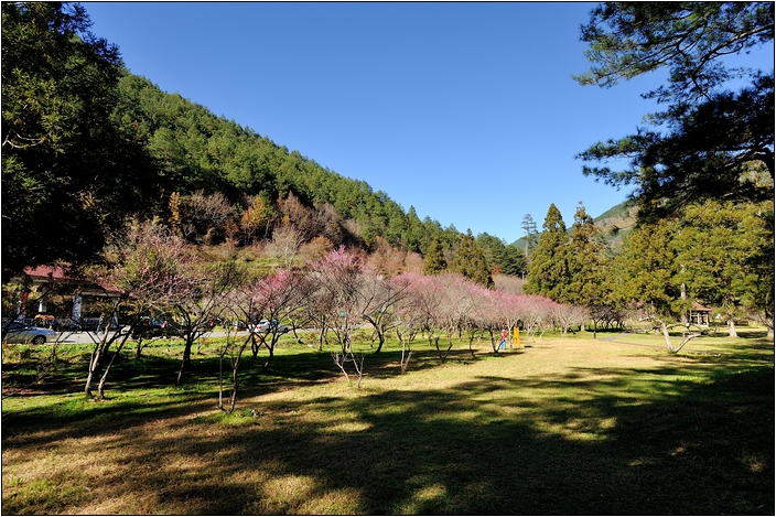【台中 賞櫻景點】武陵農場。雪霸國家公園 (春-櫻花、冬-梅花)