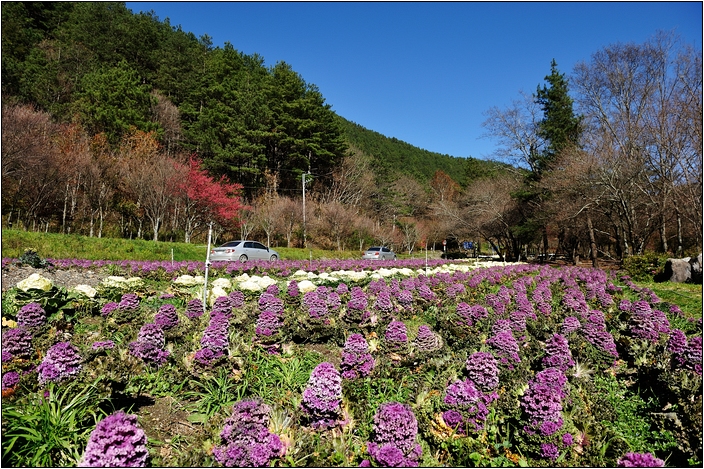 【台中 賞櫻景點】武陵農場。雪霸國家公園 (春-櫻花、冬-梅花)