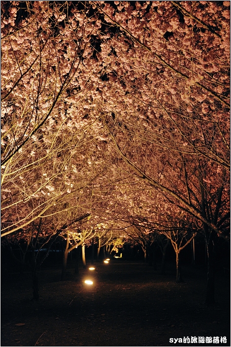 【台中 賞櫻景點】武陵農場。雪霸國家公園 (春-櫻花、冬-梅花)