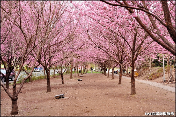 【台中 賞櫻景點】武陵農場。雪霸國家公園 (春-櫻花、冬-梅花)