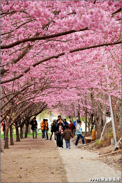 【台中 賞櫻景點】武陵農場。雪霸國家公園 (春-櫻花、冬-梅花)