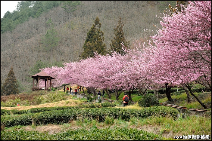 【台中 賞櫻景點】武陵農場。雪霸國家公園 (春-櫻花、冬-梅花)