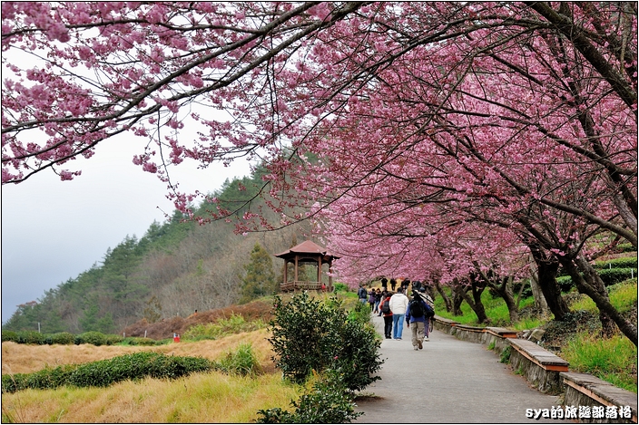【台中 賞櫻景點】武陵農場。雪霸國家公園 (春-櫻花、冬-梅花)