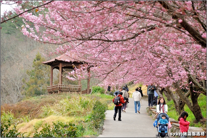 【台中 賞櫻景點】武陵農場。雪霸國家公園 (春-櫻花、冬-梅花)