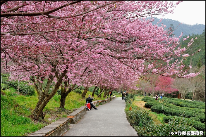 【台中 賞櫻景點】武陵農場。雪霸國家公園 (春-櫻花、冬-梅花)