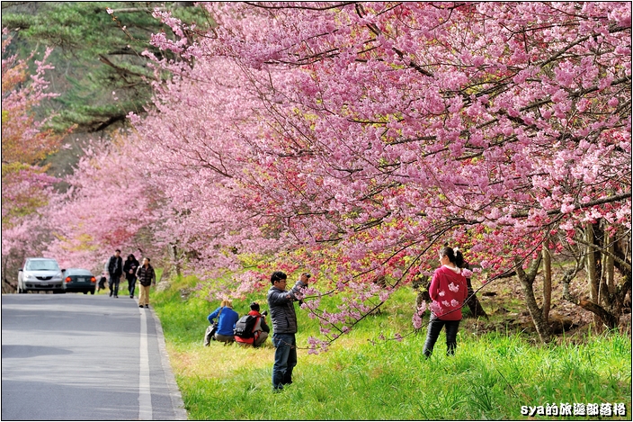 【台中 賞櫻景點】武陵農場。雪霸國家公園 (春-櫻花、冬-梅花)