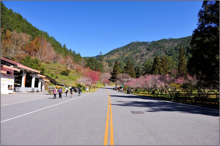 【台中 賞櫻景點】武陵農場。雪霸國家公園 (春-櫻花、冬-梅花)