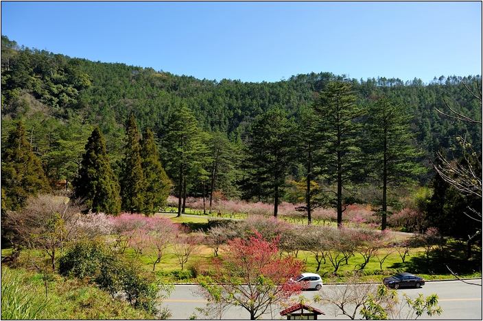 【台中 賞櫻景點】武陵農場。雪霸國家公園 (春-櫻花、冬-梅花)