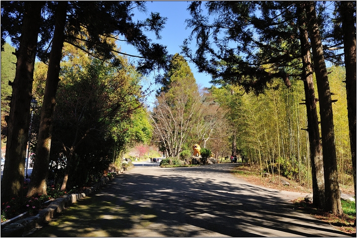【台中 賞櫻景點】武陵農場。雪霸國家公園 (春-櫻花、冬-梅花)