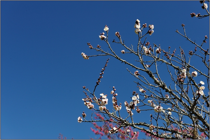 【台中 賞櫻景點】武陵農場。雪霸國家公園 (春-櫻花、冬-梅花)